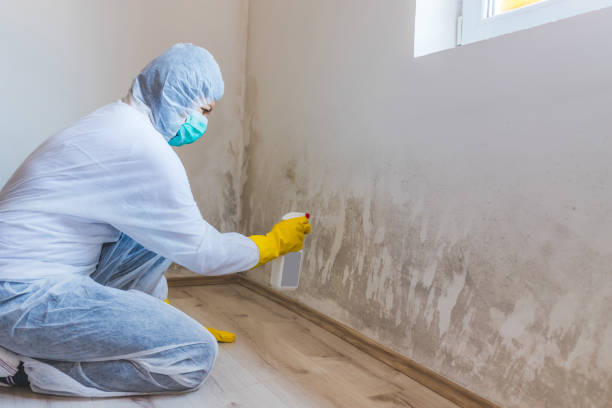 Licensed Commercial Mold Remediation service in Oradell, NJ - Car Mold Remediation