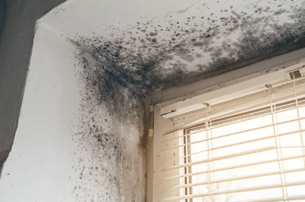 Affordable Commercial Mold Remediation solutions in Oradell, NJ